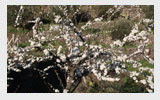 Mandorlo - Foto 2